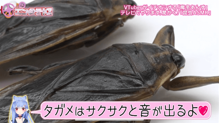 エンタテ!区で紹介されました②